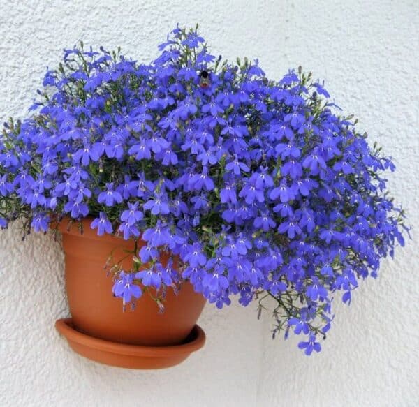 Lobelia Erinus Kaiser Wilhelm