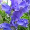 Siererwt Lathyrus Odoratus Royal Blue
