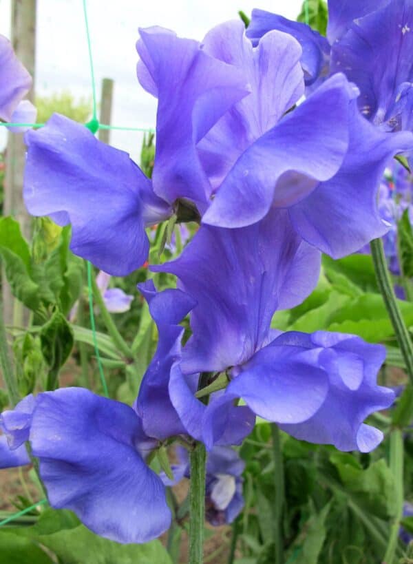 Siererwt Lathyrus Odoratus Royal Blue