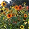 Zonnebloem Helianthus Annuus Autumn Beauty