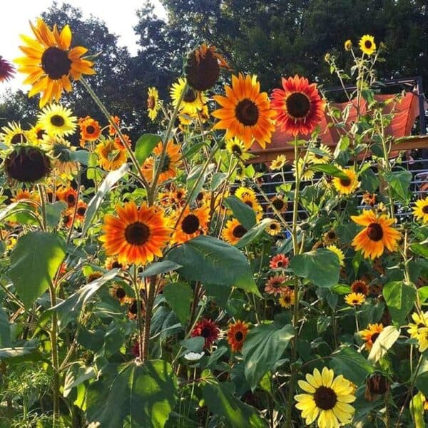 Zonnebloem Helianthus Annuus Autumn Beauty
