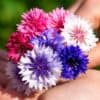 Korenbloem mix