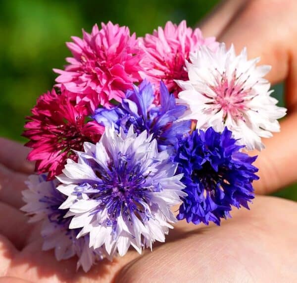 Korenbloem mix