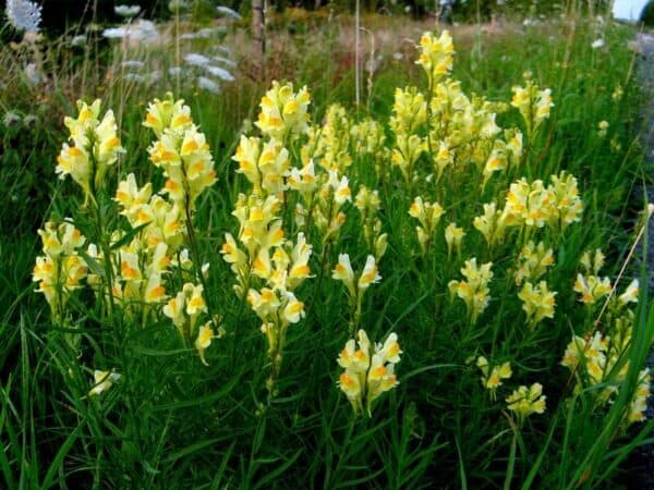 Cruydt Hoeck Vlasbekje