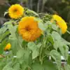 Double Sunking