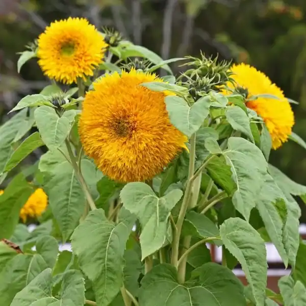 Double Sunking