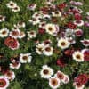 Chrysanthemum Rainbow Mix