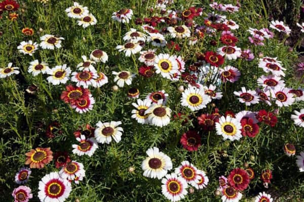 Chrysanthemum Rainbow Mix
