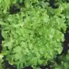 Green Salad Bowl