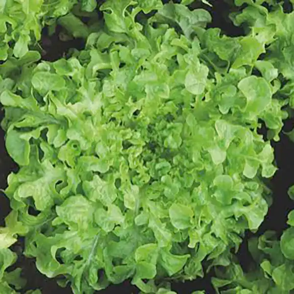 Green Salad Bowl