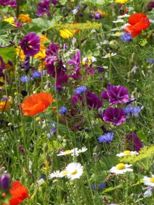 Bijenmengsel Bijenmengsel