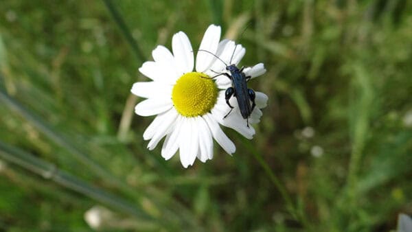 Cruydt Hoeck Echte Kamille Cruydt Hoeck Echte Kamille