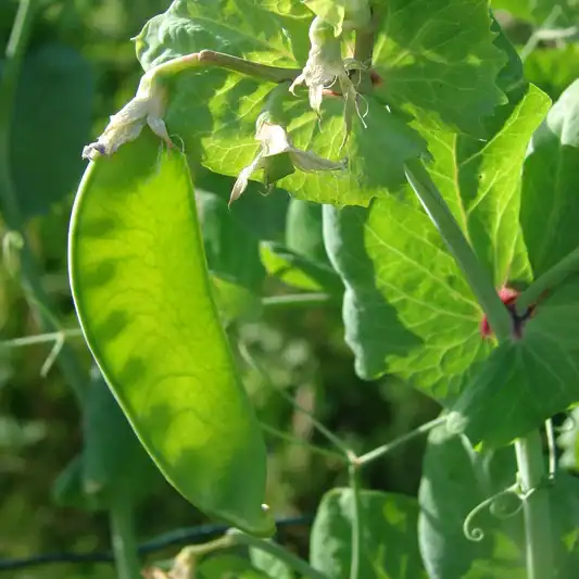 ADO_101129_1_BK_1751547651586 Peulen Vroege Hendriks