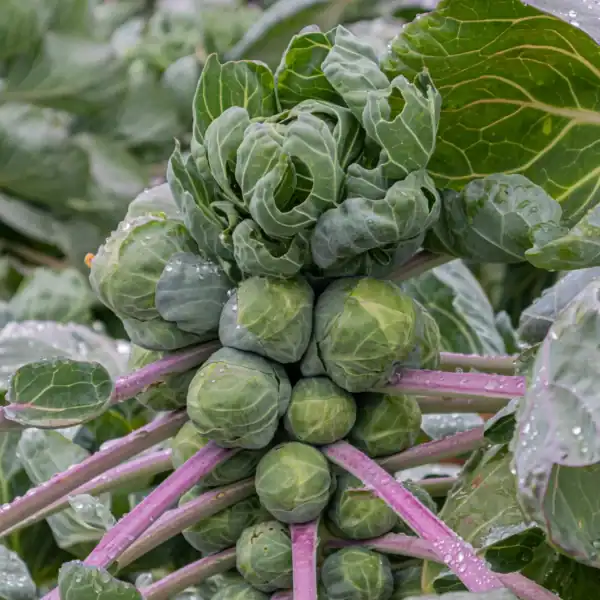 ADO_101166_1_1756889712326 Spruitkool Roodnerf