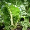 Snijbiet Gewone Groene