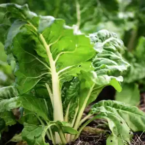 Snijbiet Gewone Groene