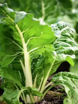 Snijbiet Gewone Groene