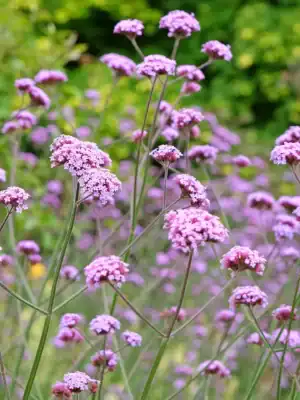 IJzerhard Verbena Bonariensis IJzerhard Verbena Bonariensis