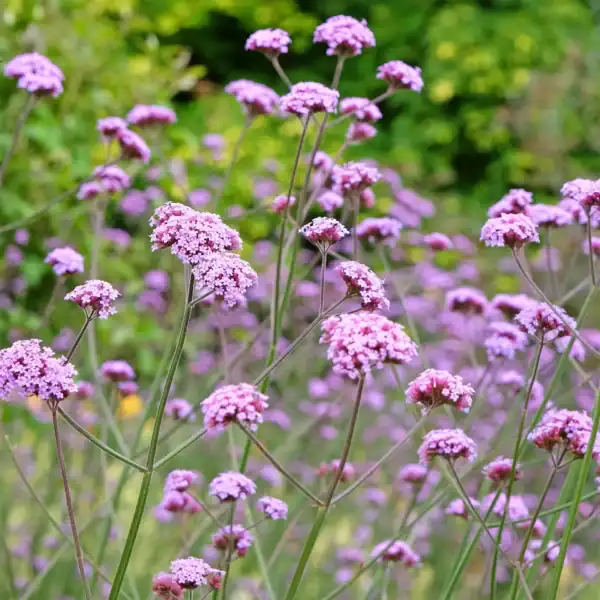 IJzerhard Verbena Bonariensis