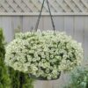 Alyssum hanger