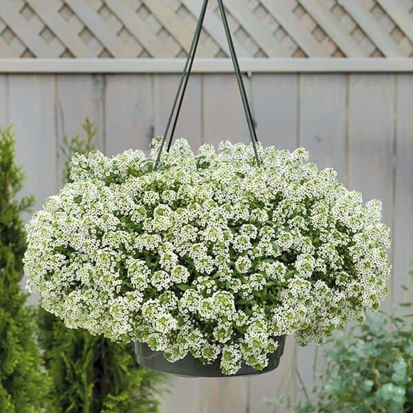Alyssum hanger