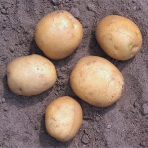 Doré