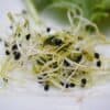 Spruitgroente Alfalfa