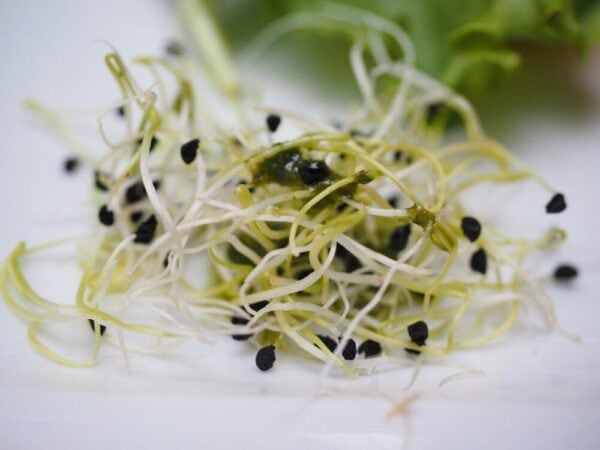 Spruitgroente Alfalfa