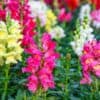 Leeuwenbek Leeuwenbek Antirrhinum Hoge Mix