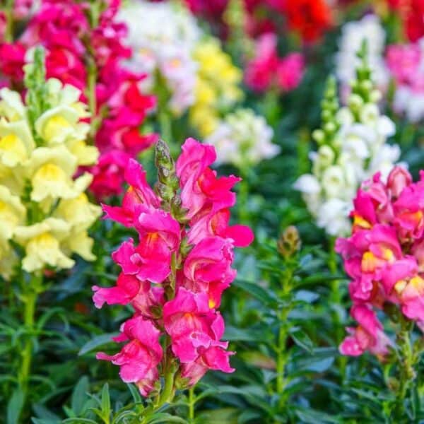 Leeuwenbek Leeuwenbek Antirrhinum Hoge Mix