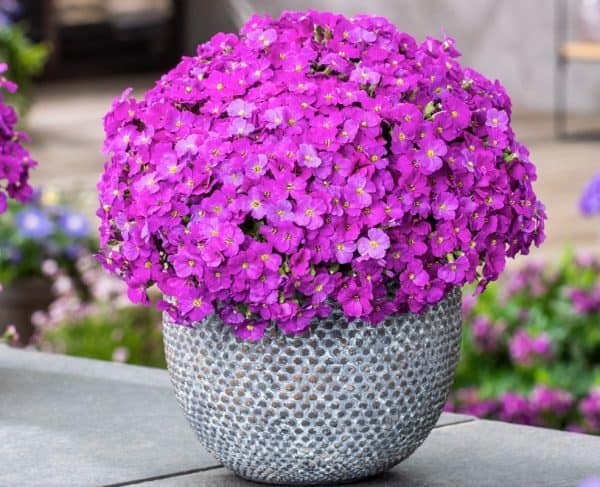 In pot