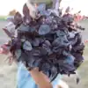 Basilicum dark opal