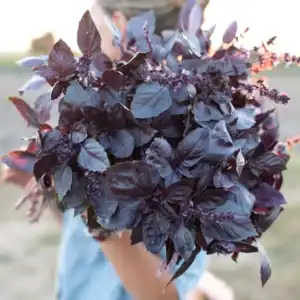 Basilicum dark opal