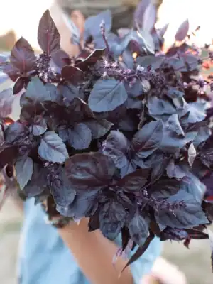 Basilicum dark opal