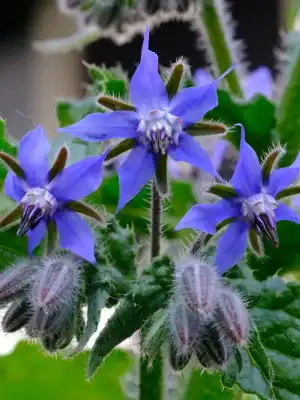 Borage