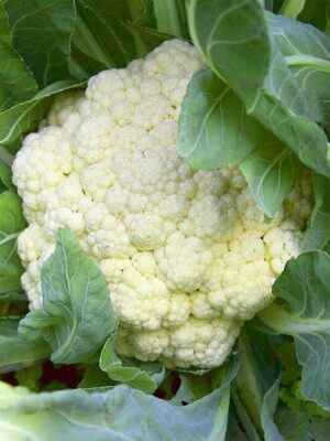 Brassica-oleracea-Bloemkool-Alpha-7 Bloemkool Alpha 7