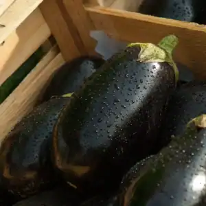 Aubergine Violetta Lunga