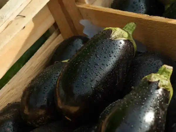 Aubergine Violetta Lunga