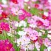 Cosmea Early Sensation