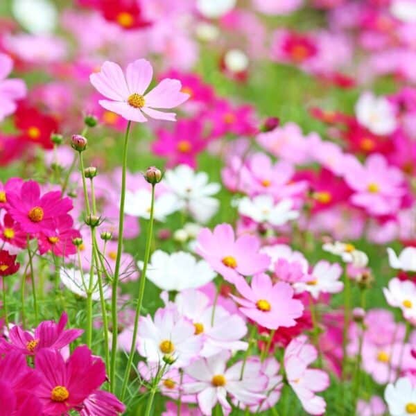 Cosmea Early Sensation