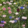 Korenbloem Bachelor's button mix