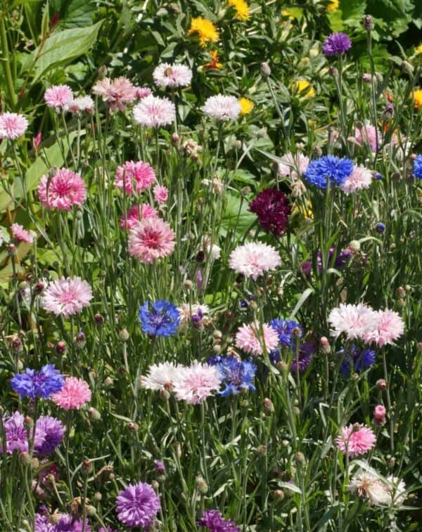 Korenbloem Bachelor's button mix