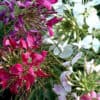 Kattesnor Cleome Colour Fountain mix