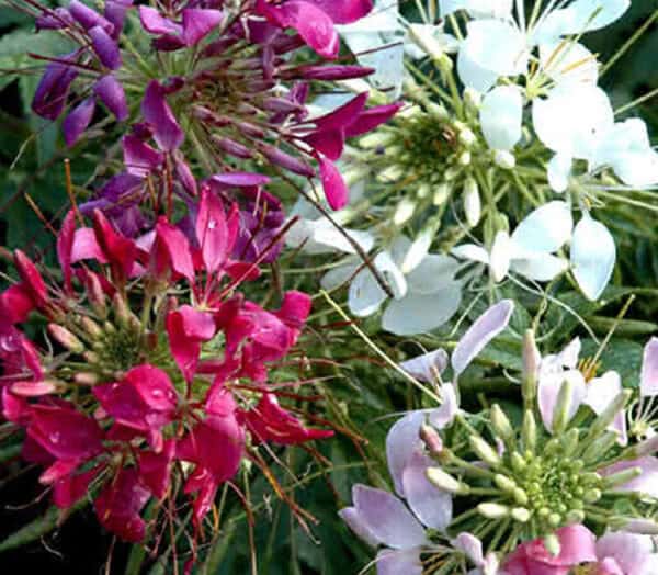Kattesnor Cleome Colour Fountain mix