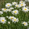 Margriet Chrysanthemum Alaska
