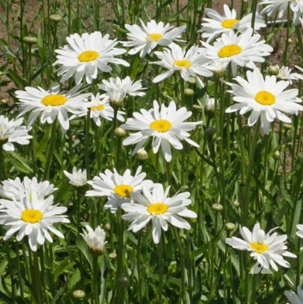 Margriet Chrysanthemum Alaska