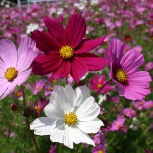 Cosmea Early Sensation