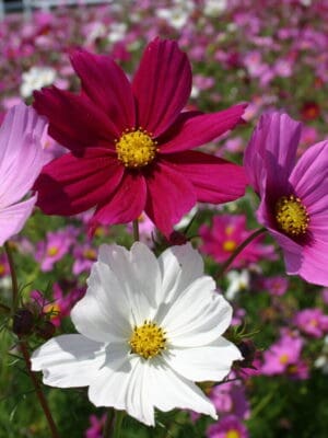 Cosmea Early Sensation
