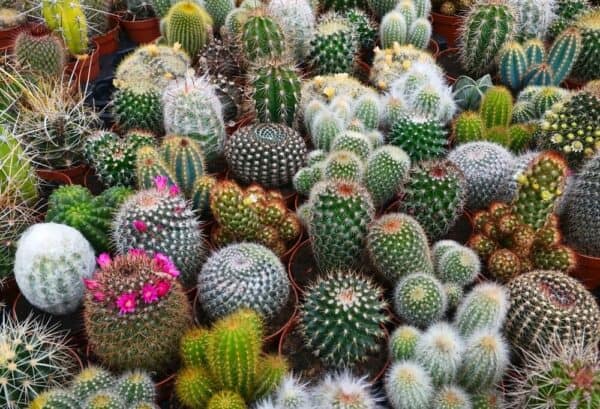 Cactus Mix