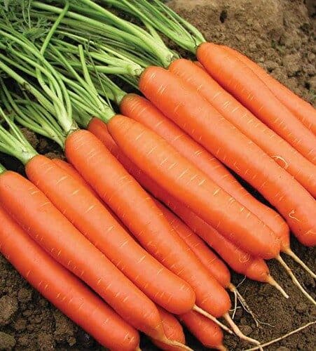 Buzzy Organic Zomerwortelen Nantes 2 BIO